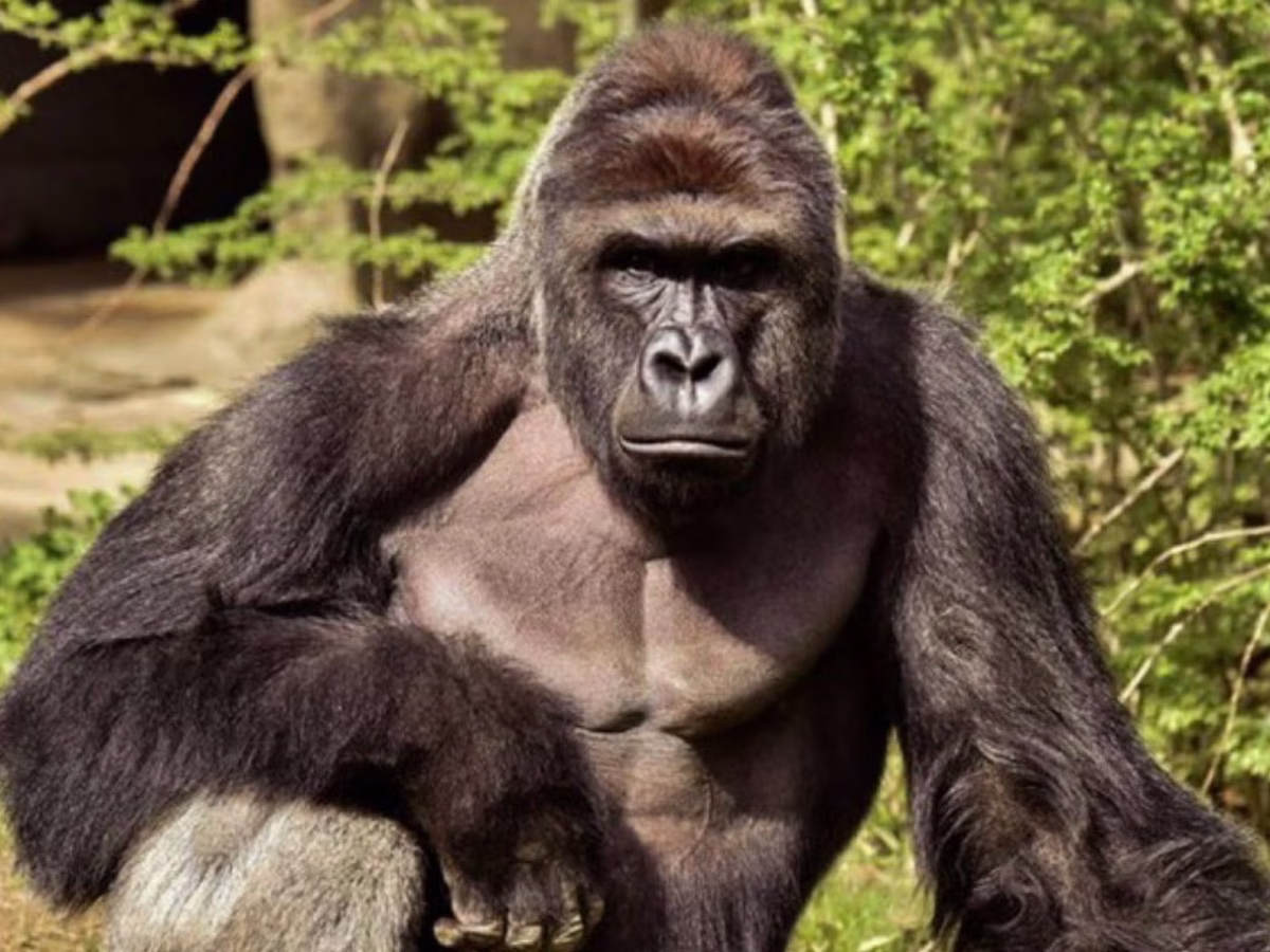 White House posts bizarre tribute to Harambe: ‘A true patriot’